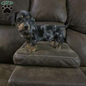 Lil Yeller, Dachshund Puppy